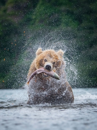 Picture of THEANKAMCHATKAANBROWNANBEAR