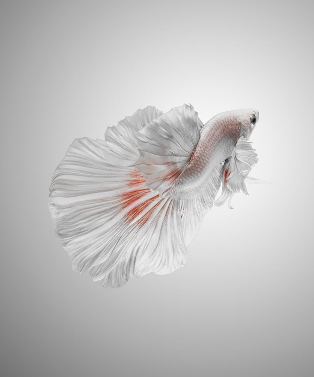 Picture of WHITE BETTA