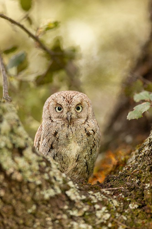 Picture of SCOPS OWL