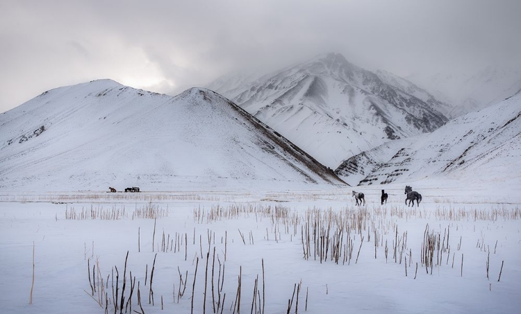 Picture of WILD HORSES