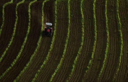 Picture of VINEYARD