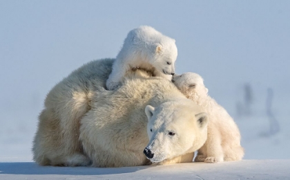 Picture of TWO CUTE CUBS