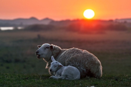 Picture of SLEEP WELL SHEEP