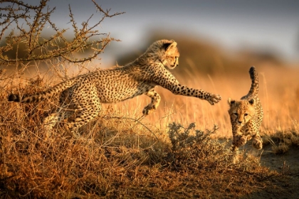 Picture of TWO CHEETAHS IN THE MORNING LIGHT