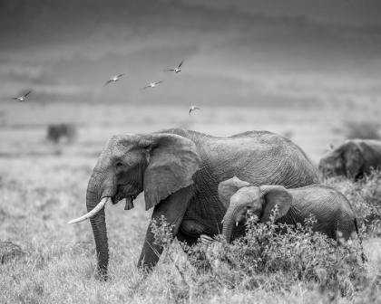 Picture of MONO ELEPHANT FAMILY