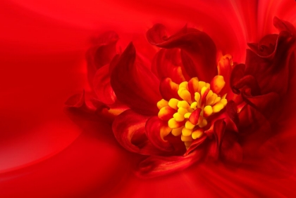 Picture of YELLOW STAMEN