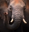 Picture of ELEPHANT