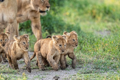 Picture of KITTENS ON THE MARCH