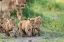 Picture of KITTENS ON THE MARCH