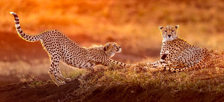 Picture of TWO CHEETAHS