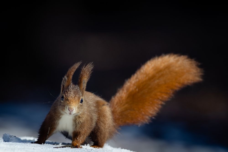 Picture of DYNAMIC SQUIRREL