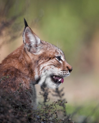 Picture of LYNX