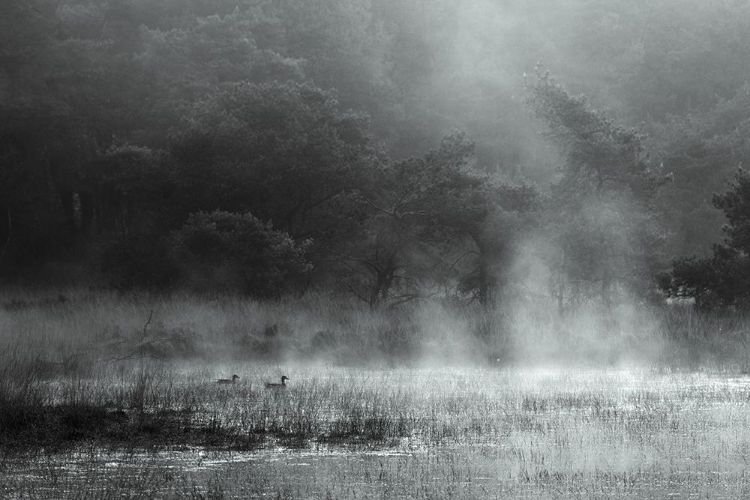 Picture of MORNING AT THE MOOR