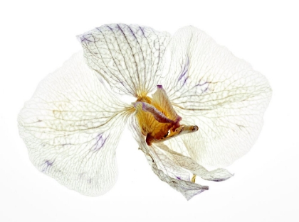 Picture of DRY ORCHID