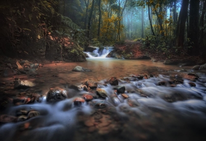 Picture of BORNEO RAINFOREST