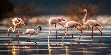 Picture of FORAGING IN THE WATER