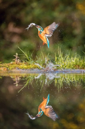 Picture of THE DIVING COMMON KINGFISHER