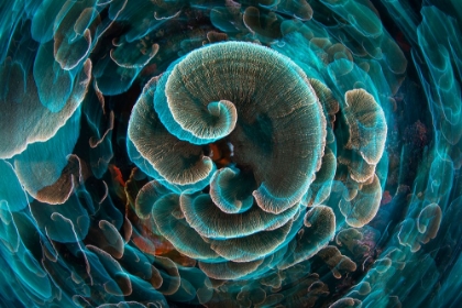 Picture of LETTUCE CORAL