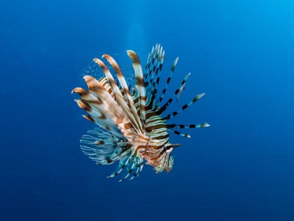 Picture of LIONFISH