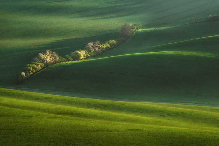 Picture of MORAVIAN FIELDS