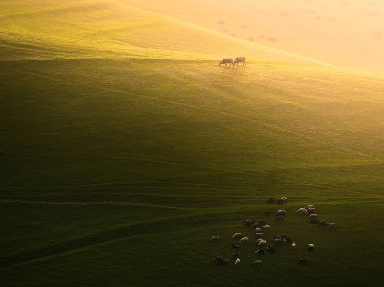 Picture of LIVESTOCK IN THE FARM