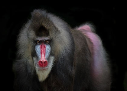 Picture of MANDRILL