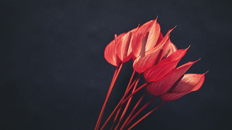 Picture of RED FLOWERS