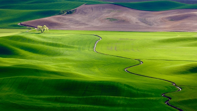 Picture of A CREEK RUNS THROUGH IT