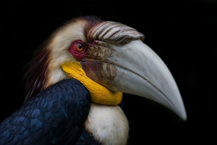 Picture of WREATHED HORNBILL