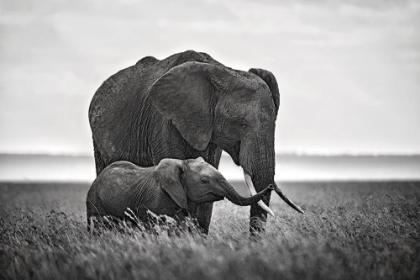 Picture of MOTHER ELEPHANT WITH HER CALF