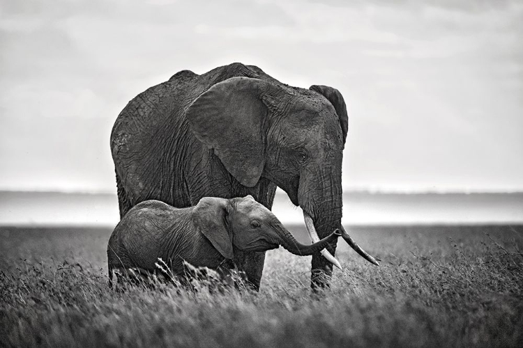 Picture of MOTHER ELEPHANT WITH HER CALF