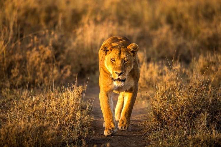 Picture of A LION IN THE MORNING GLOW