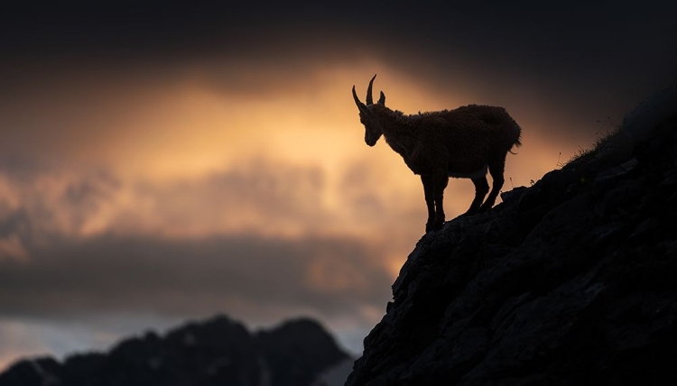 Picture of ALPINE IBEX