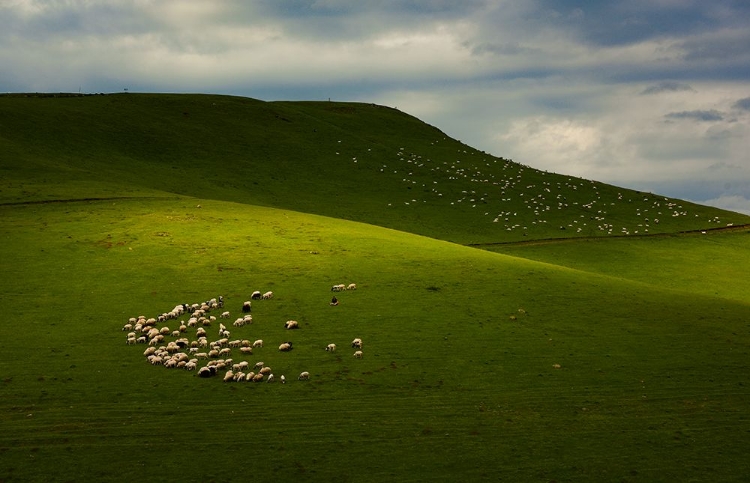 Picture of SHEEPHERDS OF THE PLATEAU