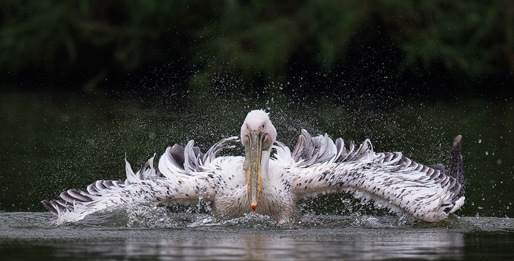 Picture of PELICAN