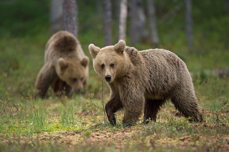 Picture of BEARS