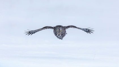 Picture of GREAT GREY OWL IN FLIGHT