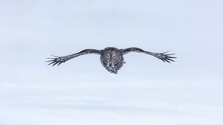 Picture of GREAT GREY OWL IN FLIGHT