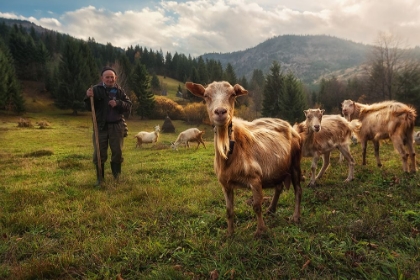 Picture of A DAY IN THE CARPATHIAN MOUNTAINS