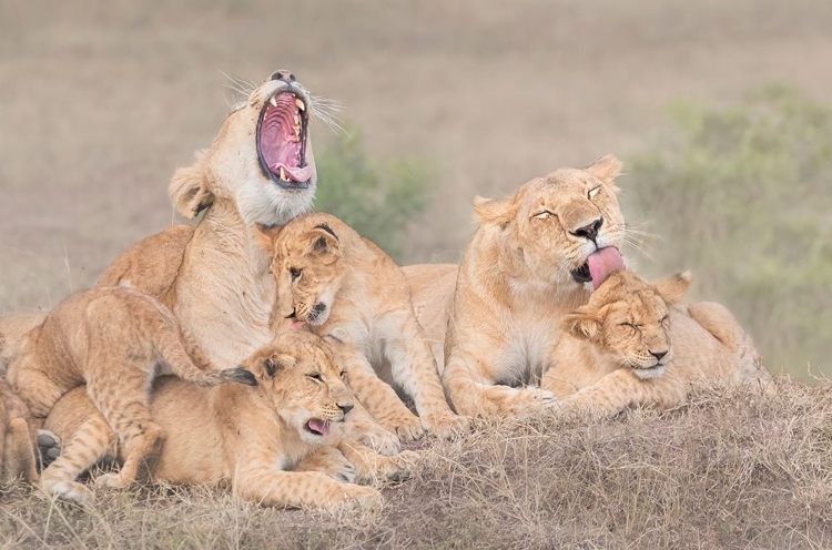 Picture of LIONS FAMILY