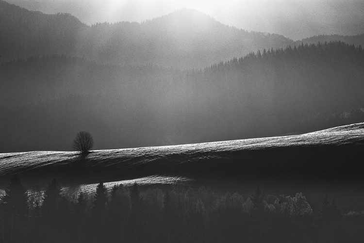 Picture of LONELY TREE