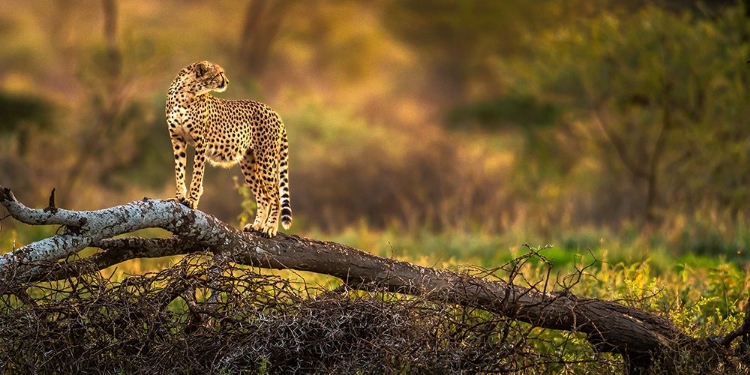 Picture of A CHEETAH STANDING ON THE DRY TREE