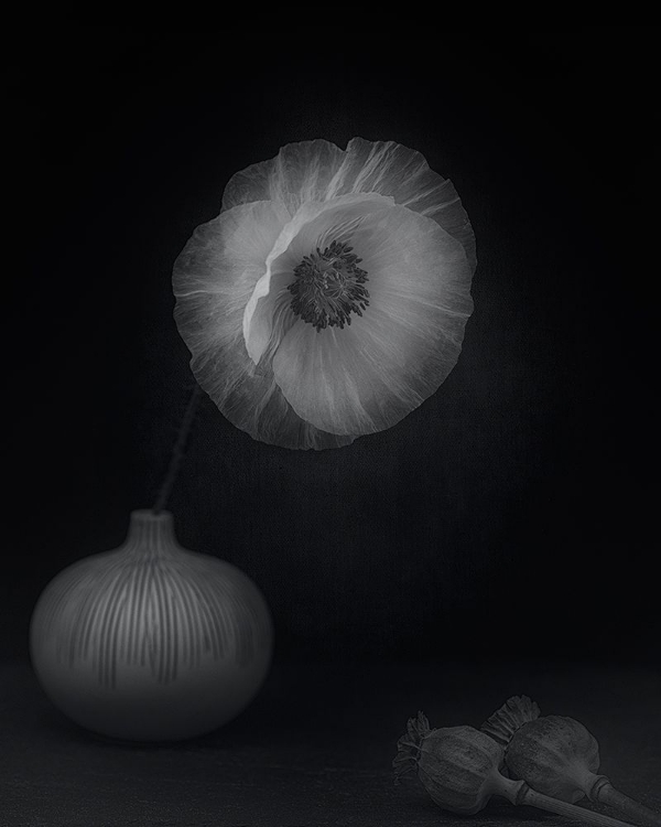 Picture of POPPIES A VASE