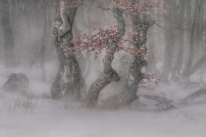 Picture of TREES IN  THE BLIZZARD