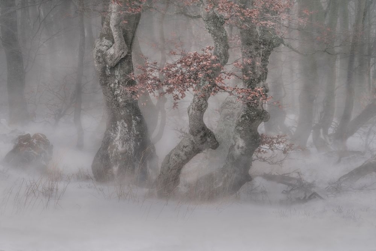 Picture of TREES IN  THE BLIZZARD