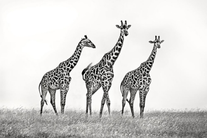 Picture of GIRAFFE FAMILY