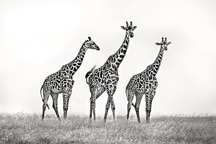 Picture of GIRAFFE FAMILY