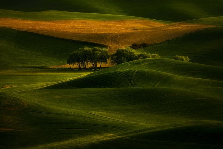 Picture of TREE IN THE FIELD