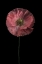 Picture of YET ANOTHER POPPY