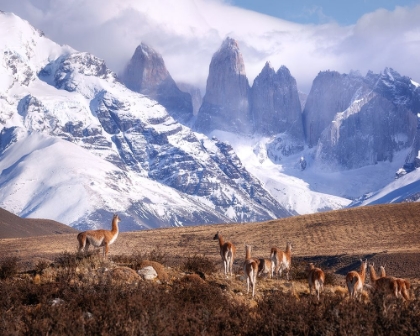 Picture of GUANAKOS IN PATAGONIA